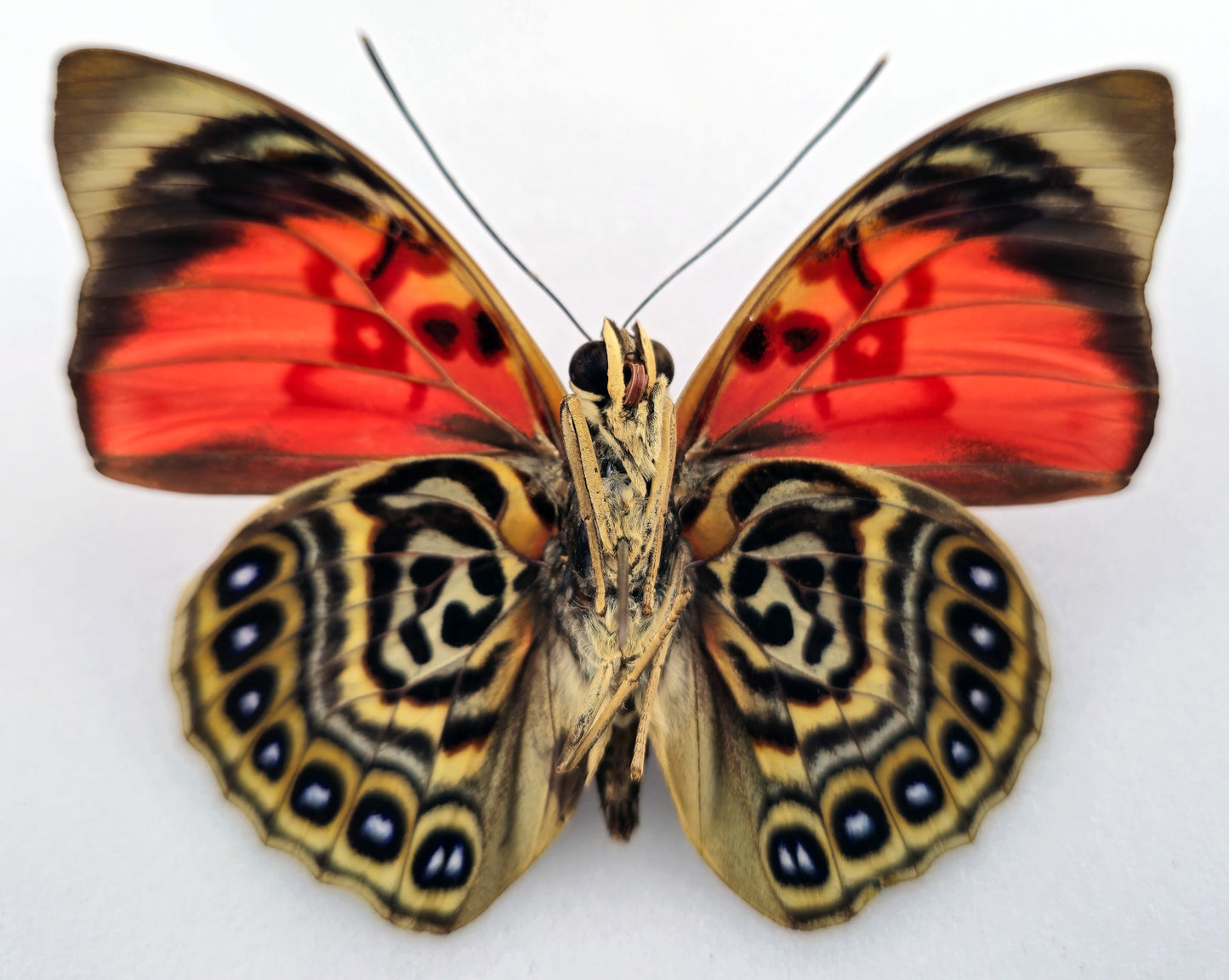 Agrias claudina sardanapalus ♂ f. belsazer (Brazil)