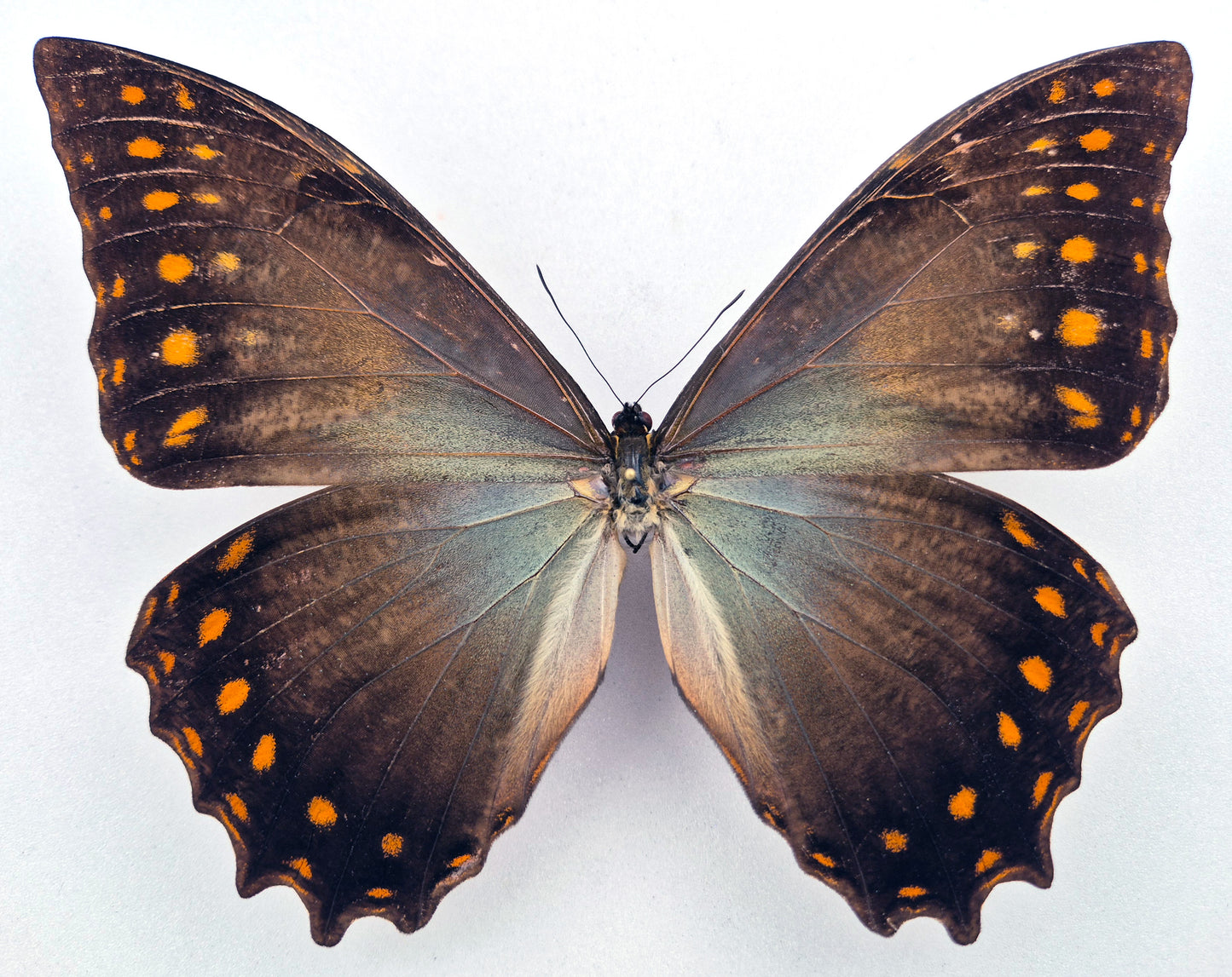 Morpho amphitryon attali ♂ (Ecuador) Rarity!