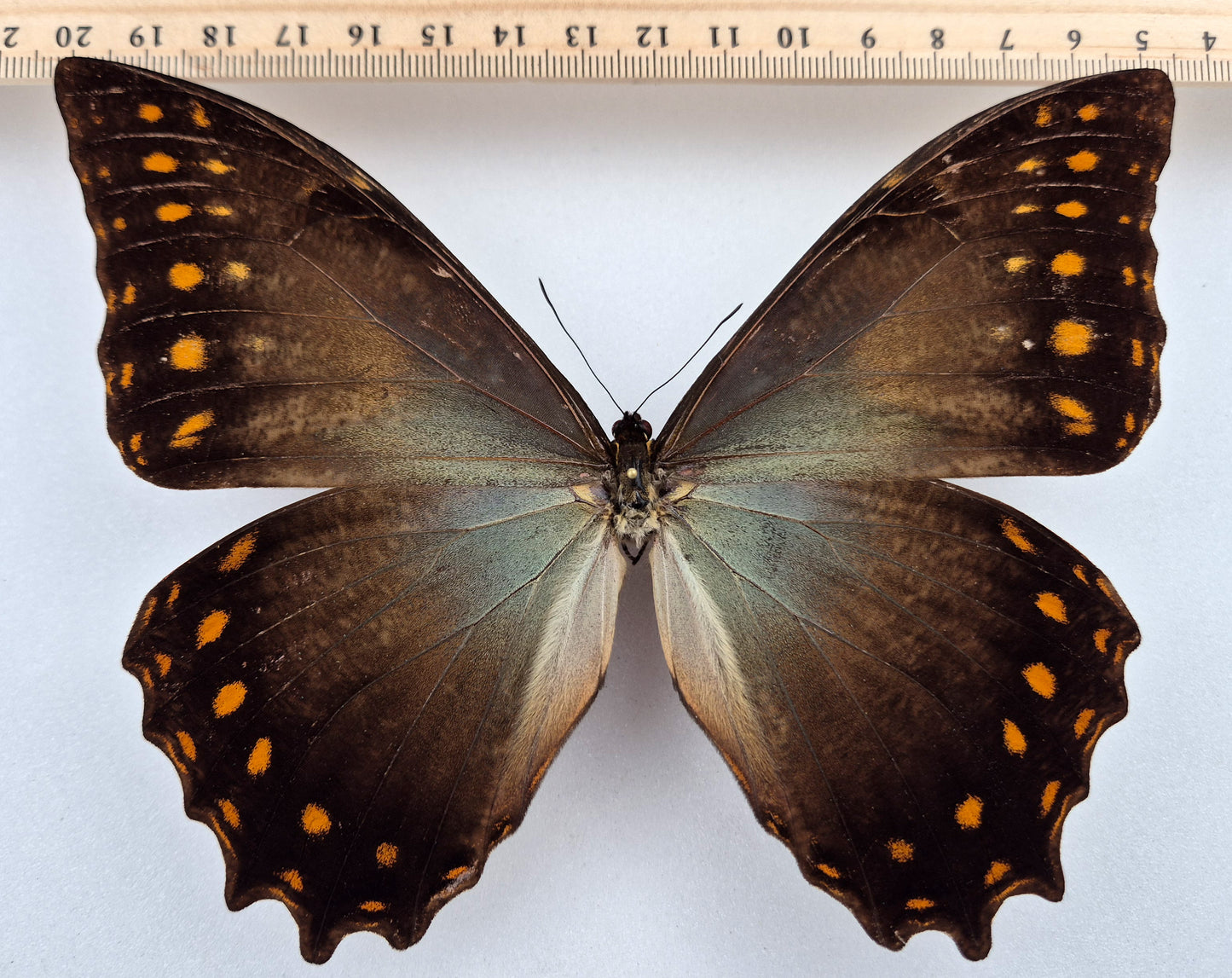 Morpho amphitryon attali ♂ (Ecuador) Rarity!