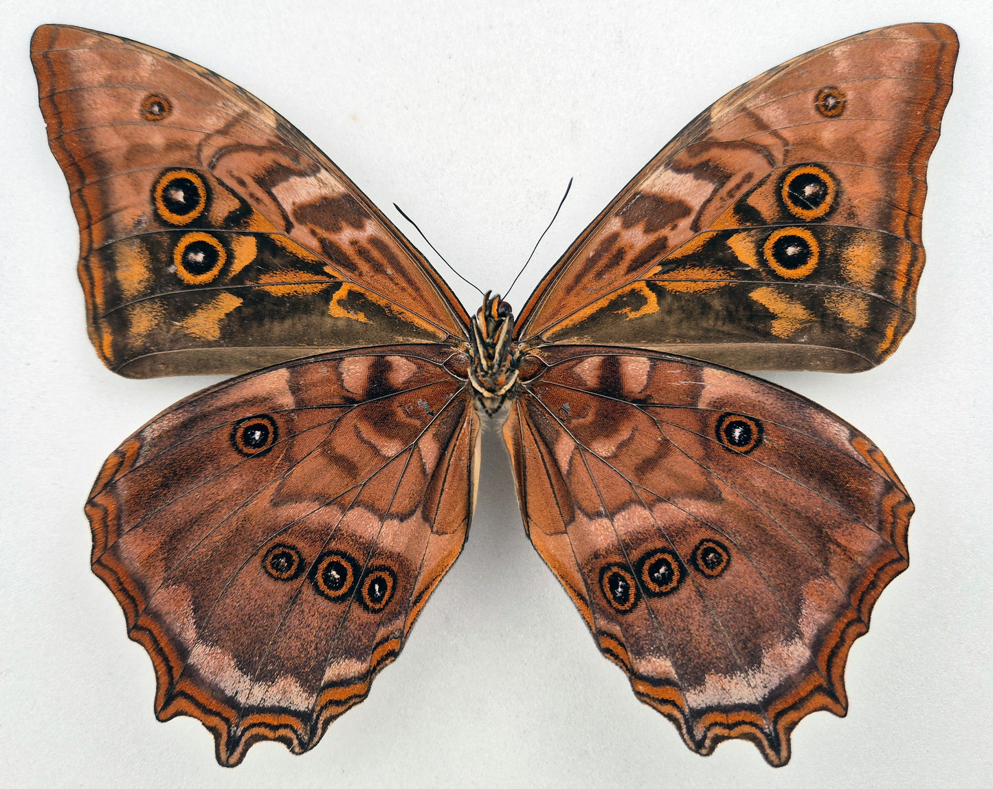 Morpho amphitryon attali ♂ (Ecuador) Rarity!
