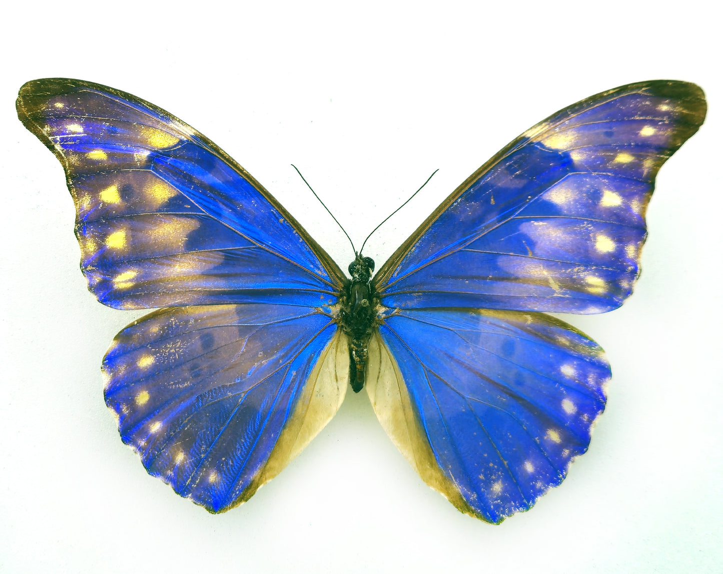 Morpho rhetenor augustinae (diana) ♂ (Venezuela)