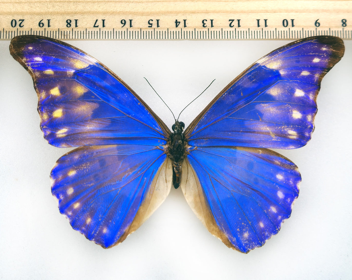 Morpho rhetenor augustinae (diana) ♂ (Venezuela)