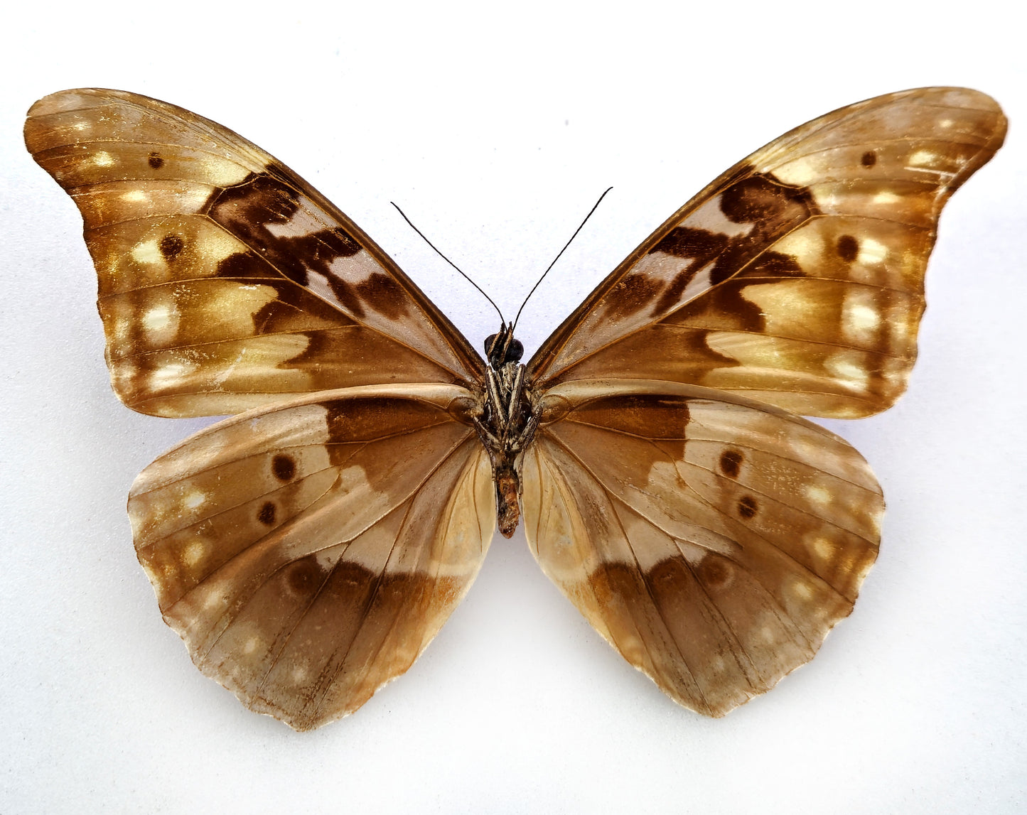 Morpho rhetenor augustinae (diana) ♂ (Venezuela)