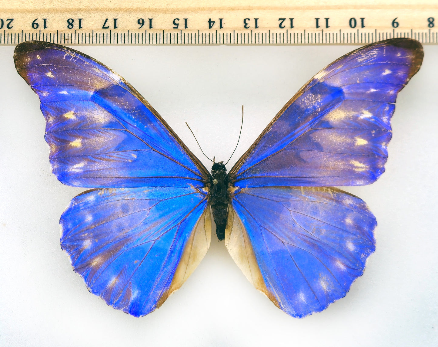 Morpho rhetenor augustinae (diana) ♂ (Venezuela)