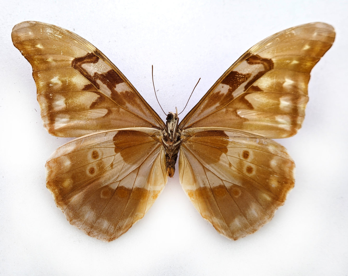 Morpho rhetenor augustinae (diana) ♂ (Venezuela)