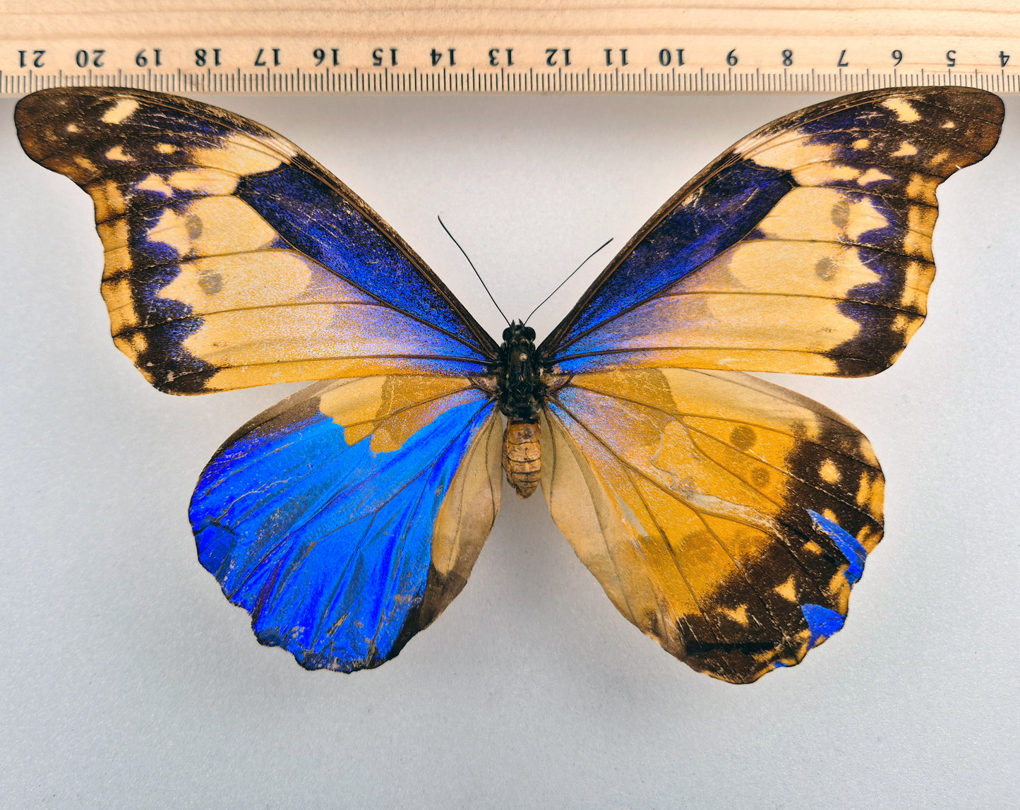 Morpho cacica GYNANDROMORPH (Peru)