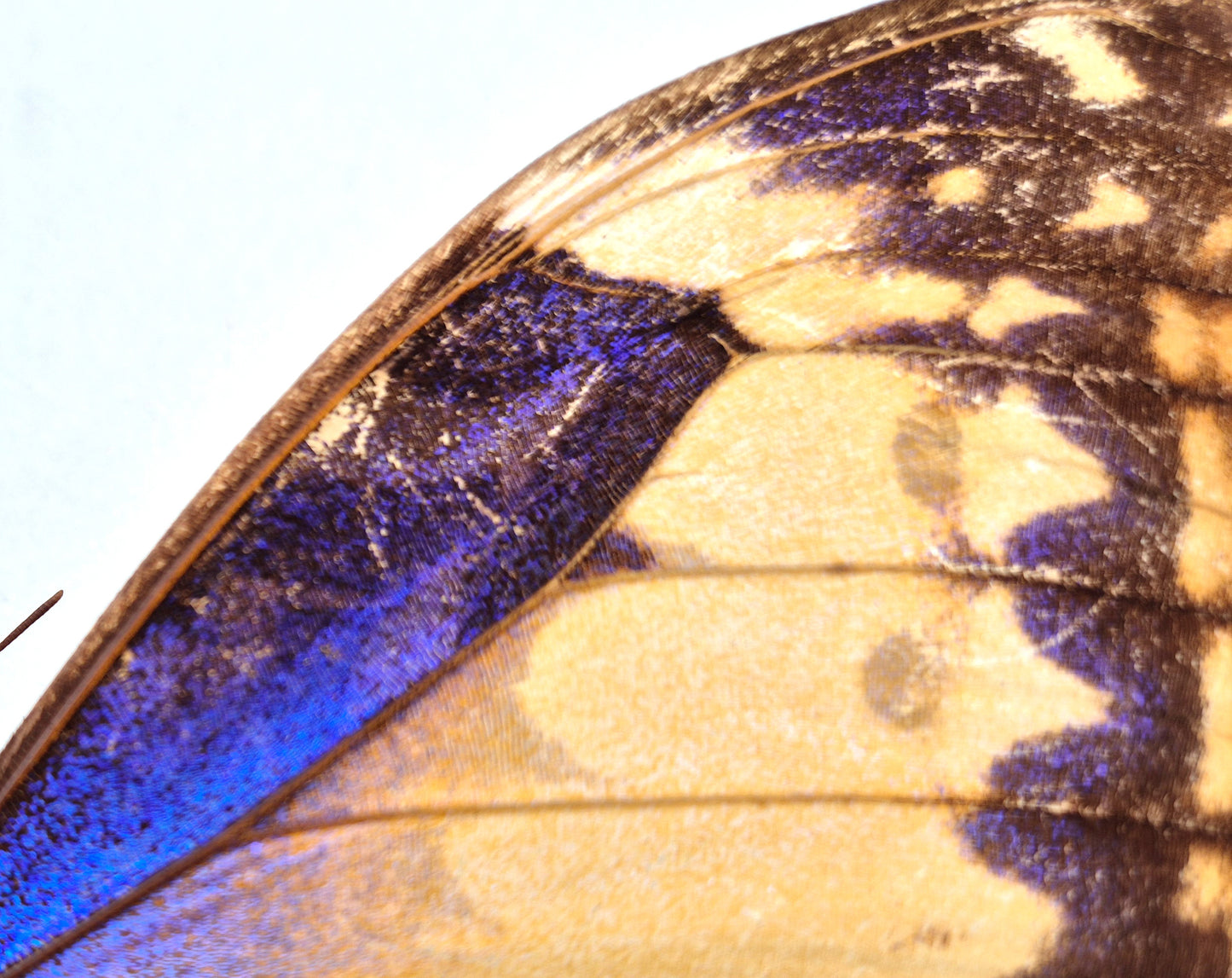 Morpho cacica GYNANDROMORPH (Peru)