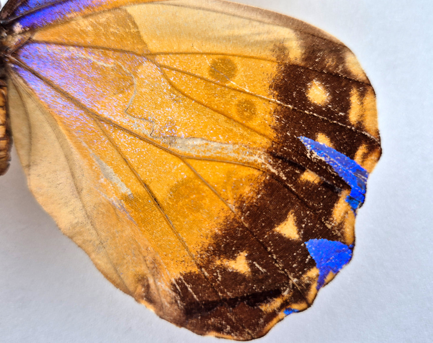 Morpho cacica GYNANDROMORPH (Peru)