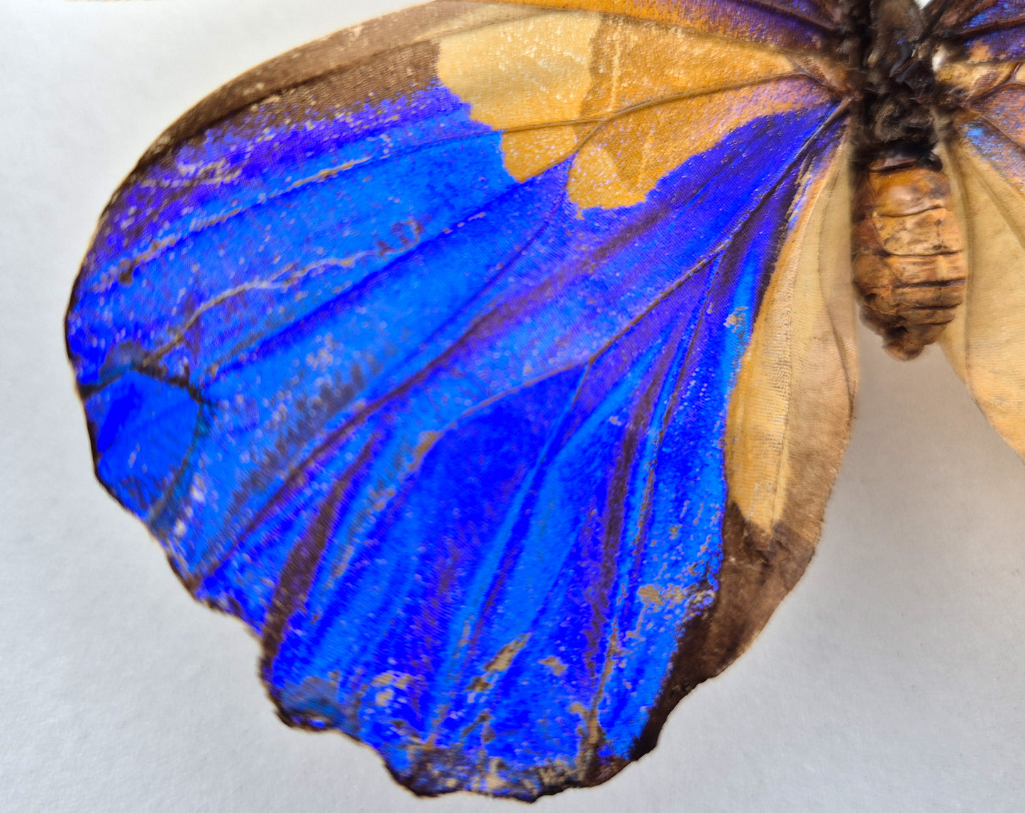 Morpho cacica GYNANDROMORPH (Peru)