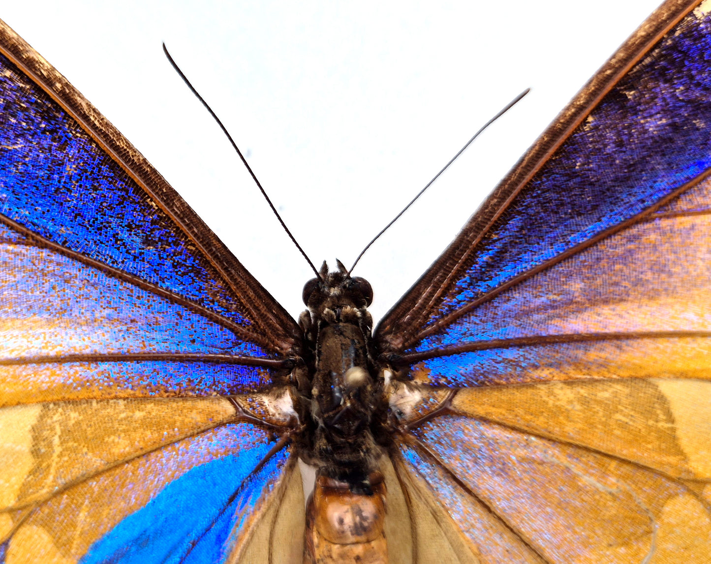Morpho cacica GYNANDROMORPH (Peru)