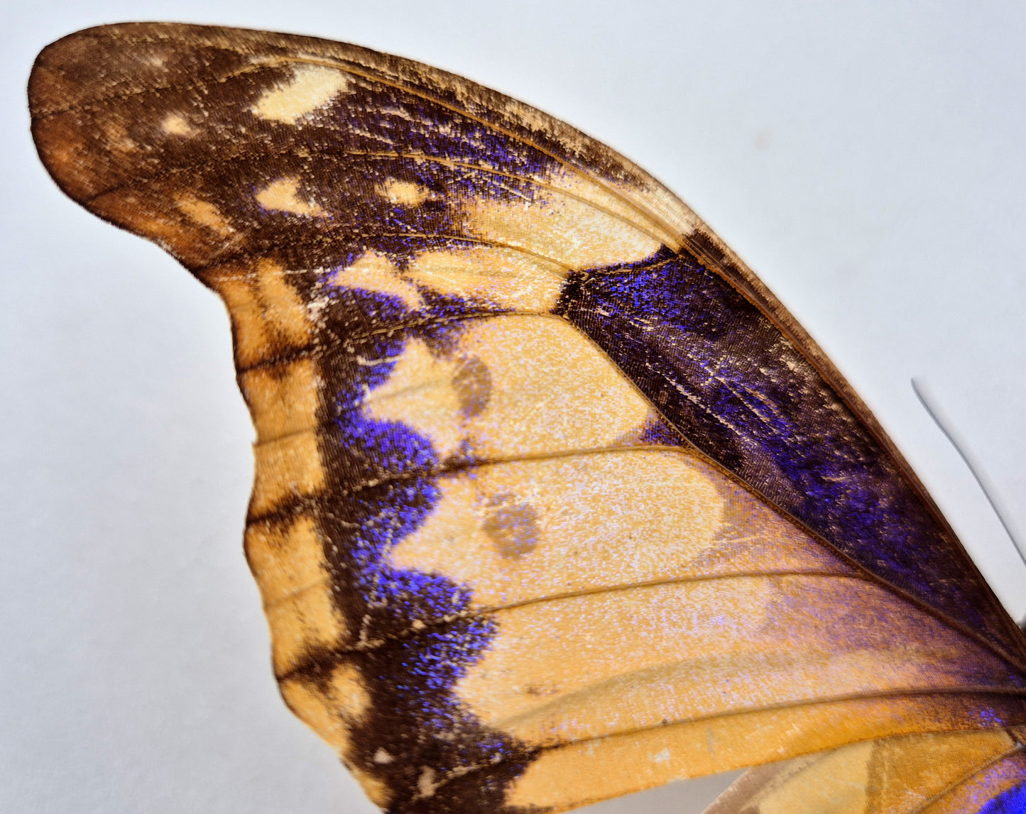 Morpho cacica GYNANDROMORPH (Peru)