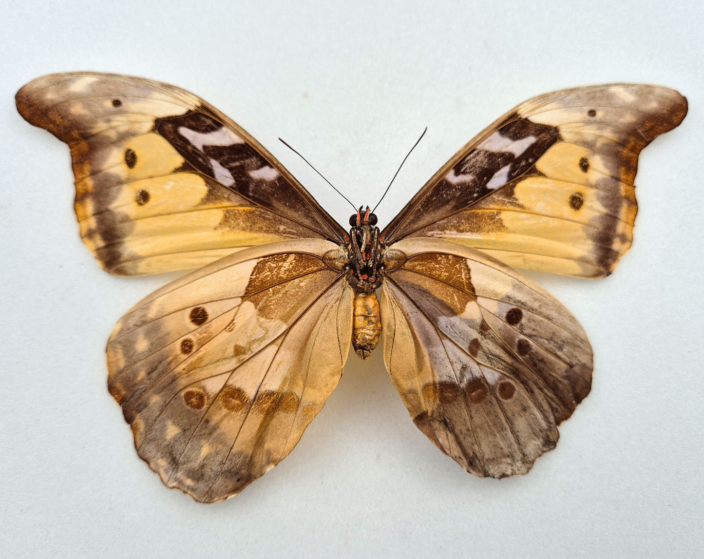 Morpho cacica GYNANDROMORPH (Peru)