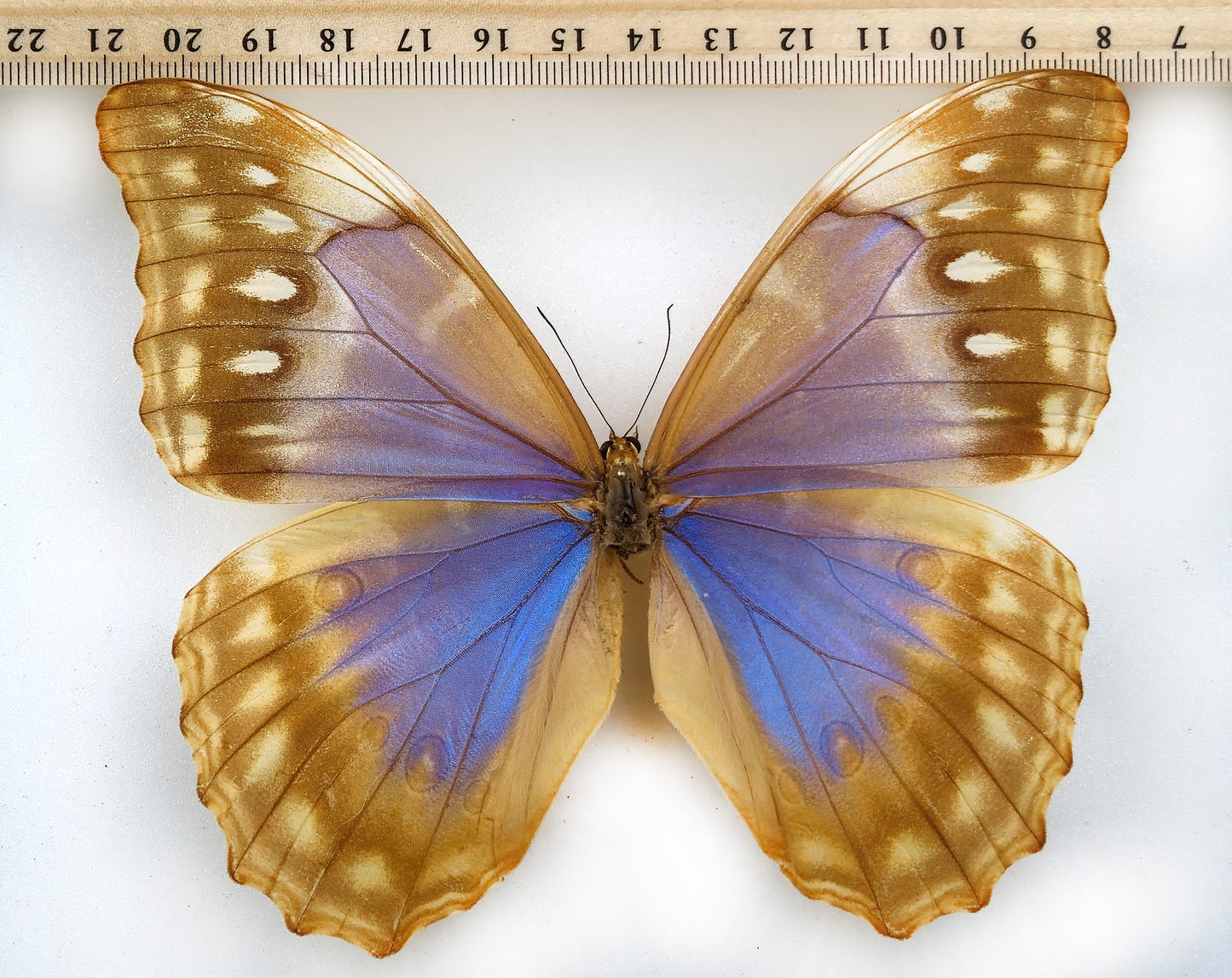 Morpho amathonte sarareus ♀ (Panama) Superb