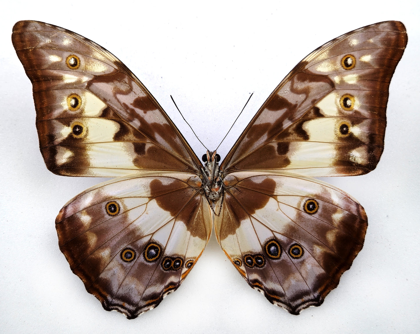 Morpho cypris Schausi ♂ (Costa Rica)