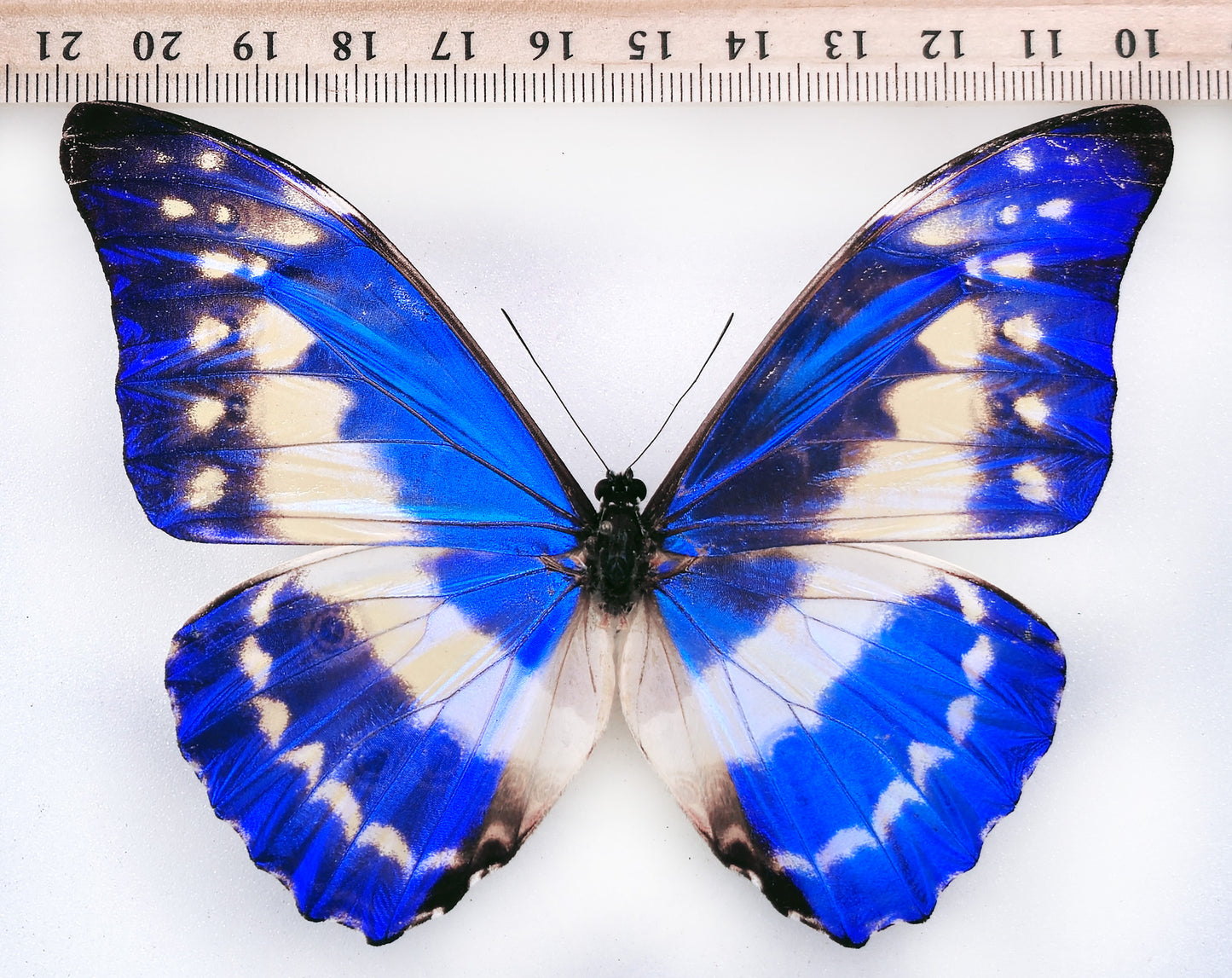 Morpho cypris Schausi ♂ (Costa Rica)