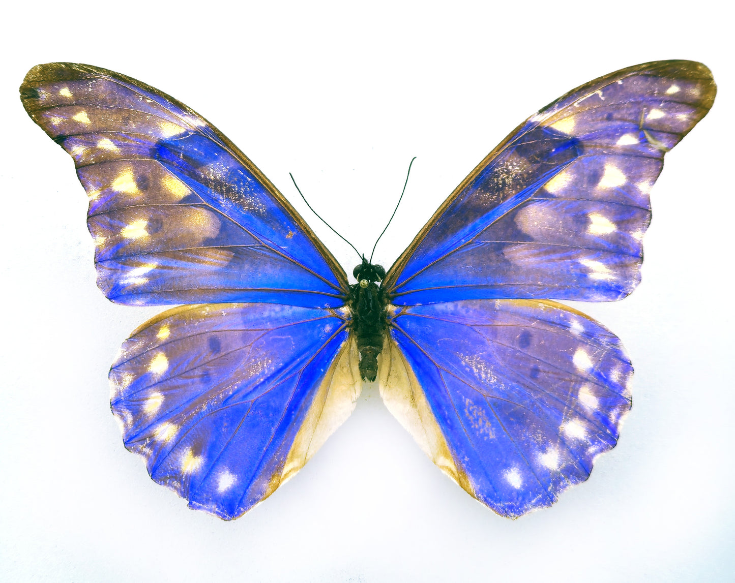 Morpho rhetenor augustinae (diana) ♂ (Venezuela) f.talboti