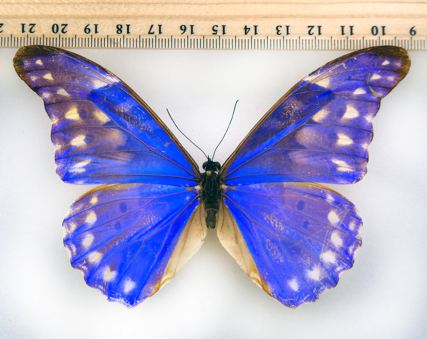 Morpho rhetenor augustinae (diana) ♂ (Venezuela) f.talboti