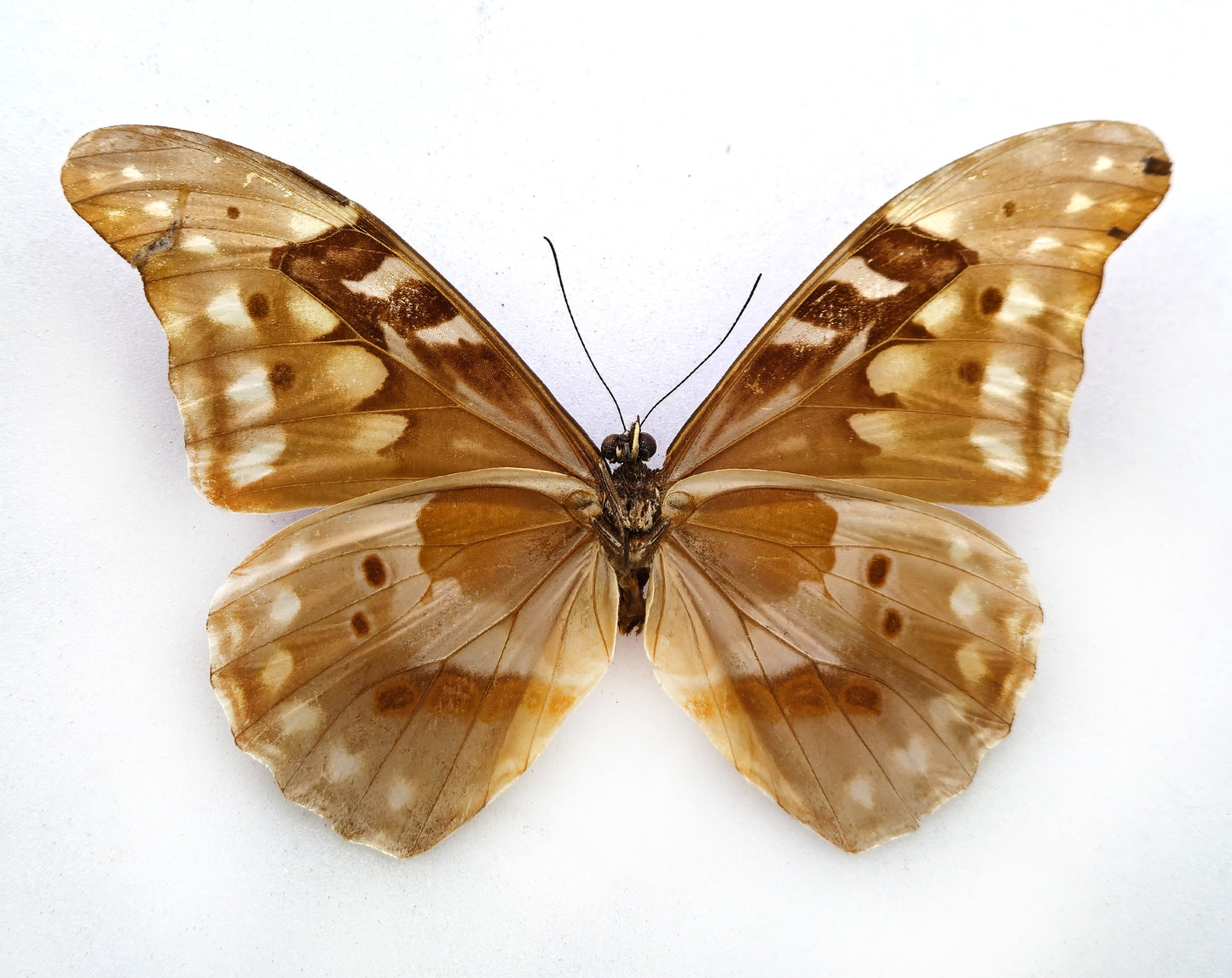 Morpho rhetenor augustinae (diana) ♂ (Venezuela) f.talboti