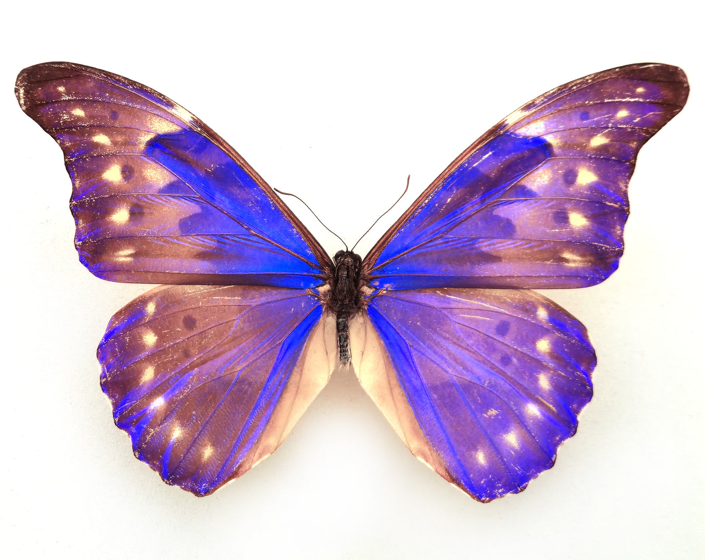 Morpho rhetenor augustinae (diana) ♂ (Venezuela)