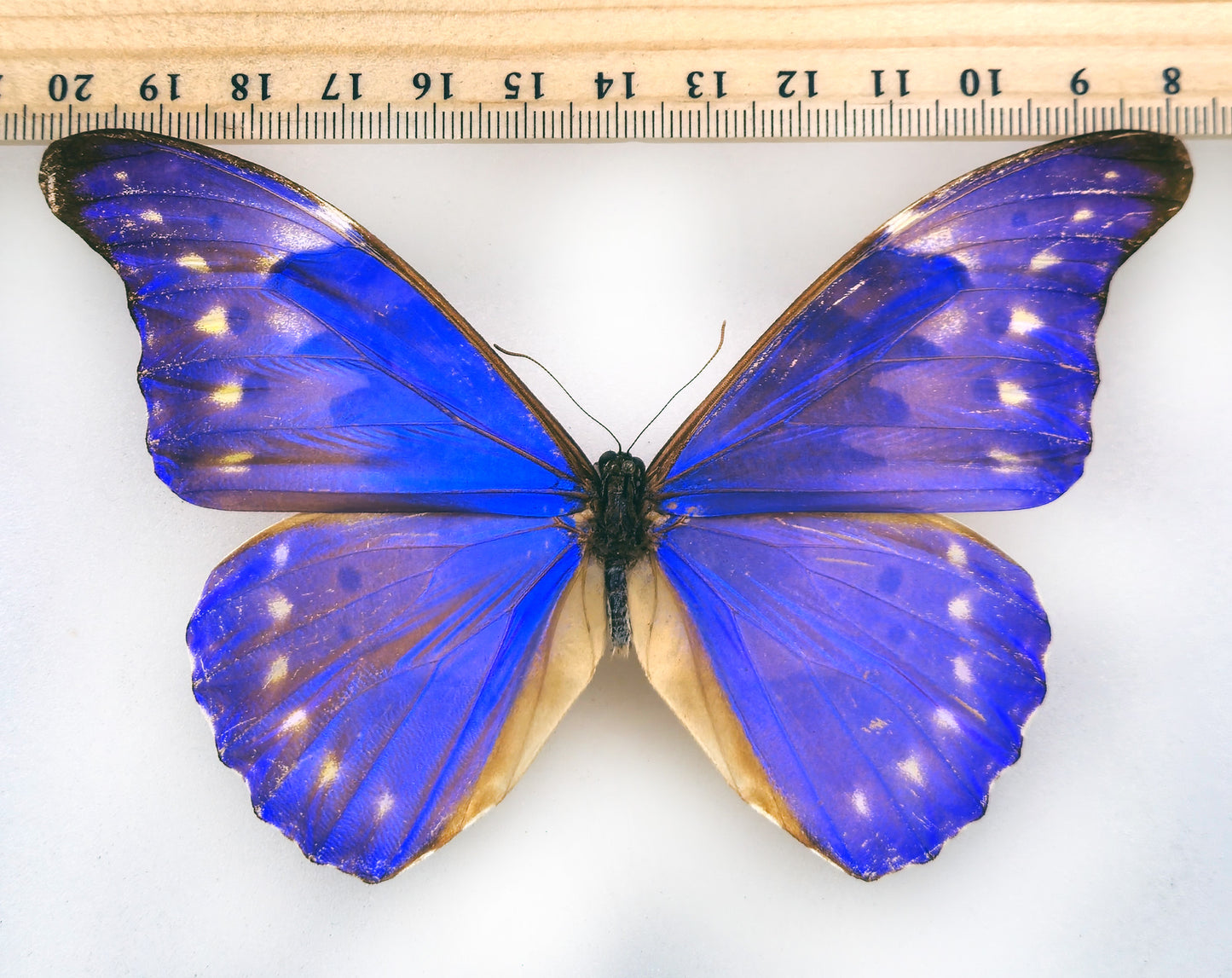 Morpho rhetenor augustinae (diana) ♂ (Venezuela)
