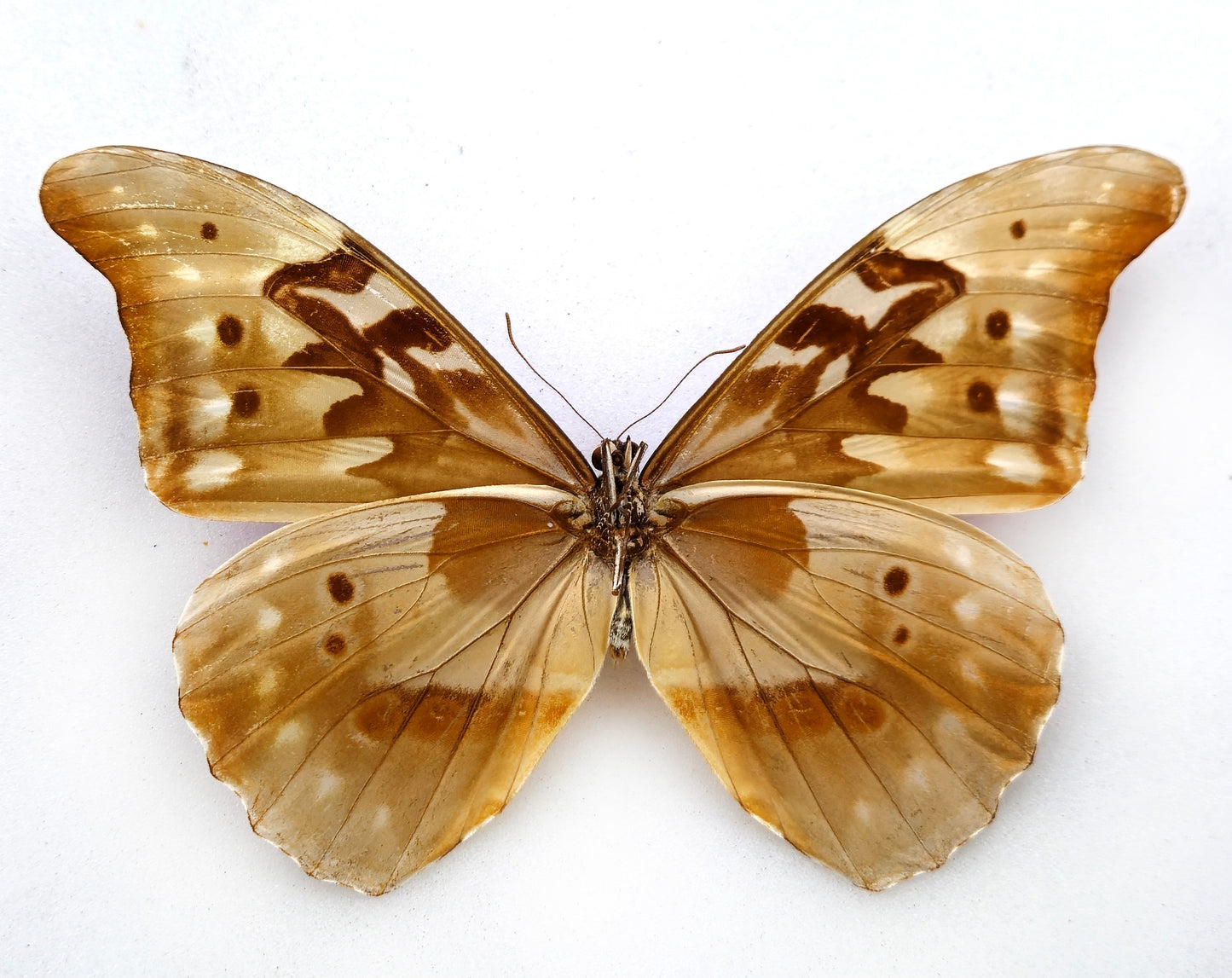 Morpho rhetenor augustinae (diana) ♂ (Venezuela)