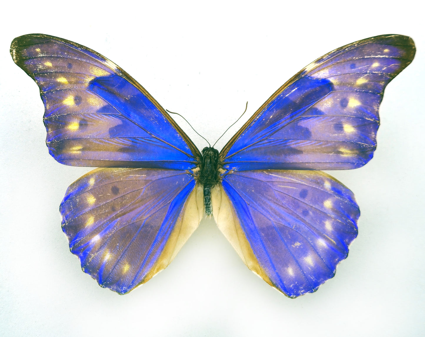 Morpho rhetenor augustinae (diana) ♂ (Venezuela)