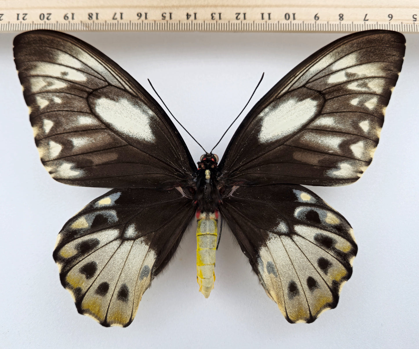 Ornithoptera priamus teucrus ♀ f. (Biak)