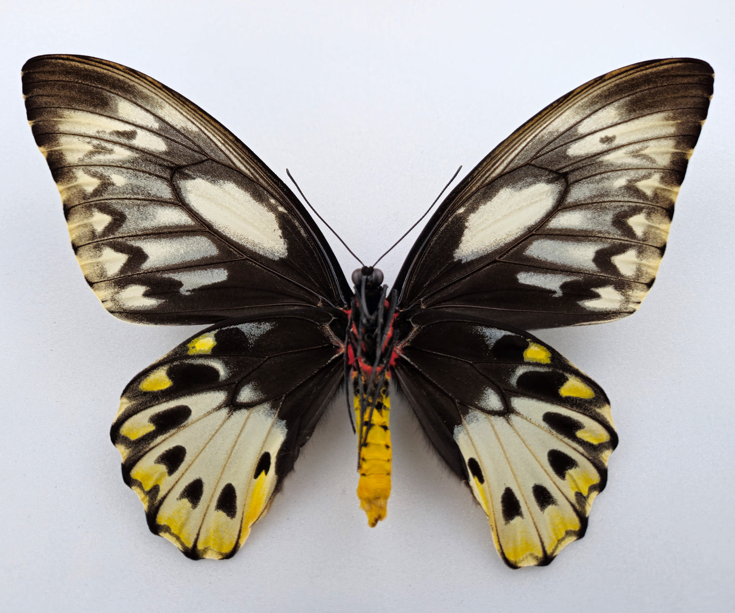 Ornithoptera priamus teucrus ♀ f. (Biak)