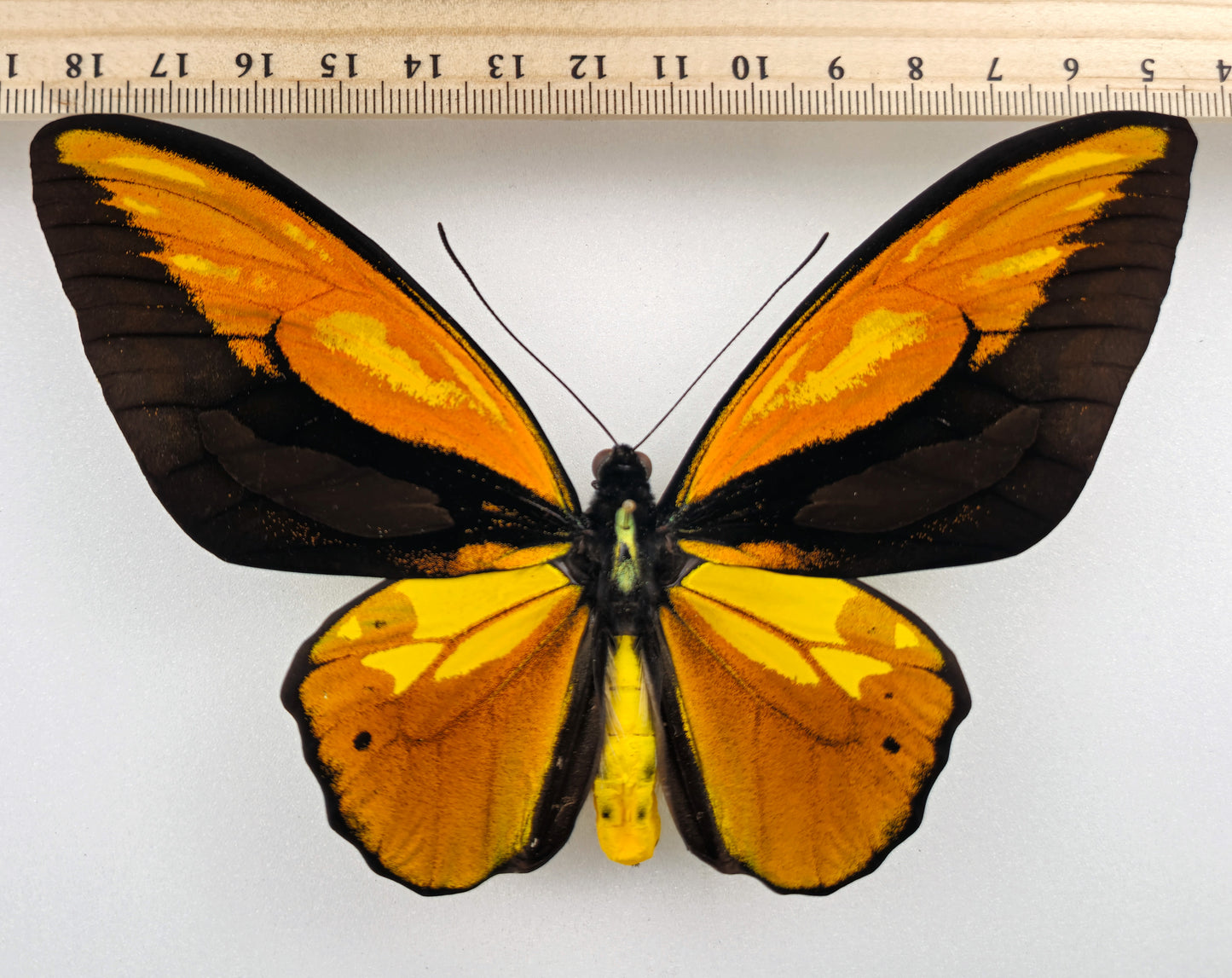 Ornithoptera croesus lydius f. boutoni extreme (Halmaheira)