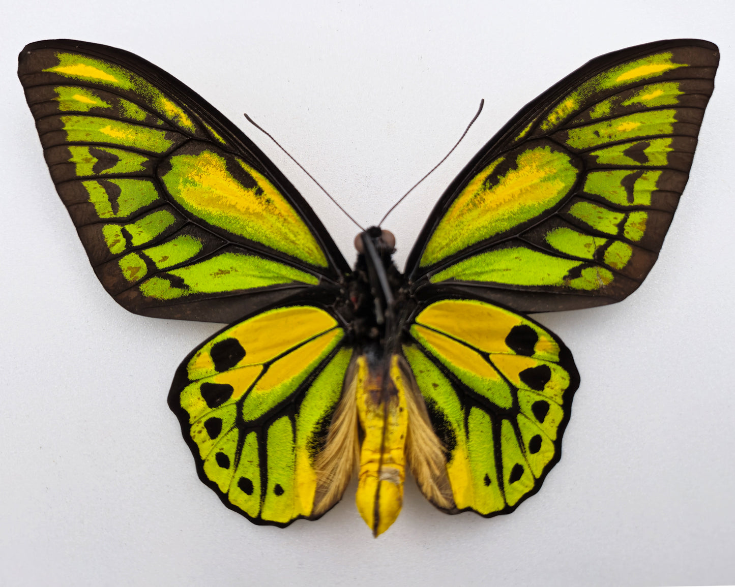 Ornithoptera croesus lydius f. boutoni extreme (Halmaheira)