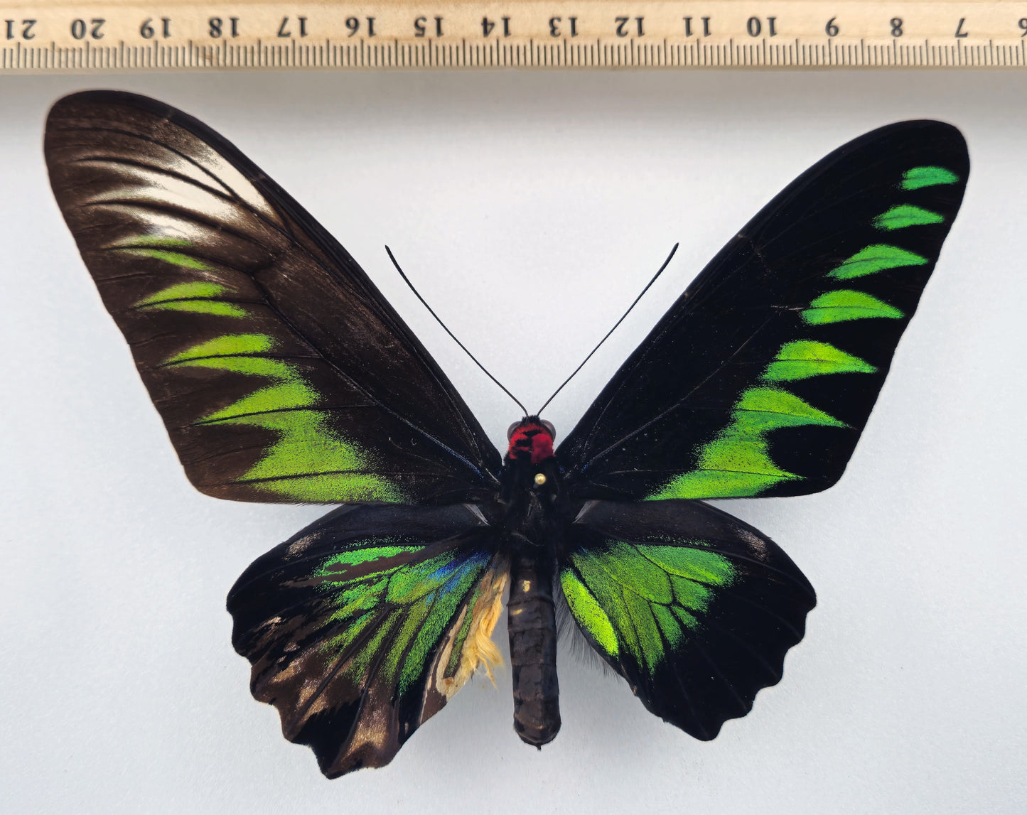 Trogonoptera brookiana GYNANDROMORPH ♂♀ (Malaysia)