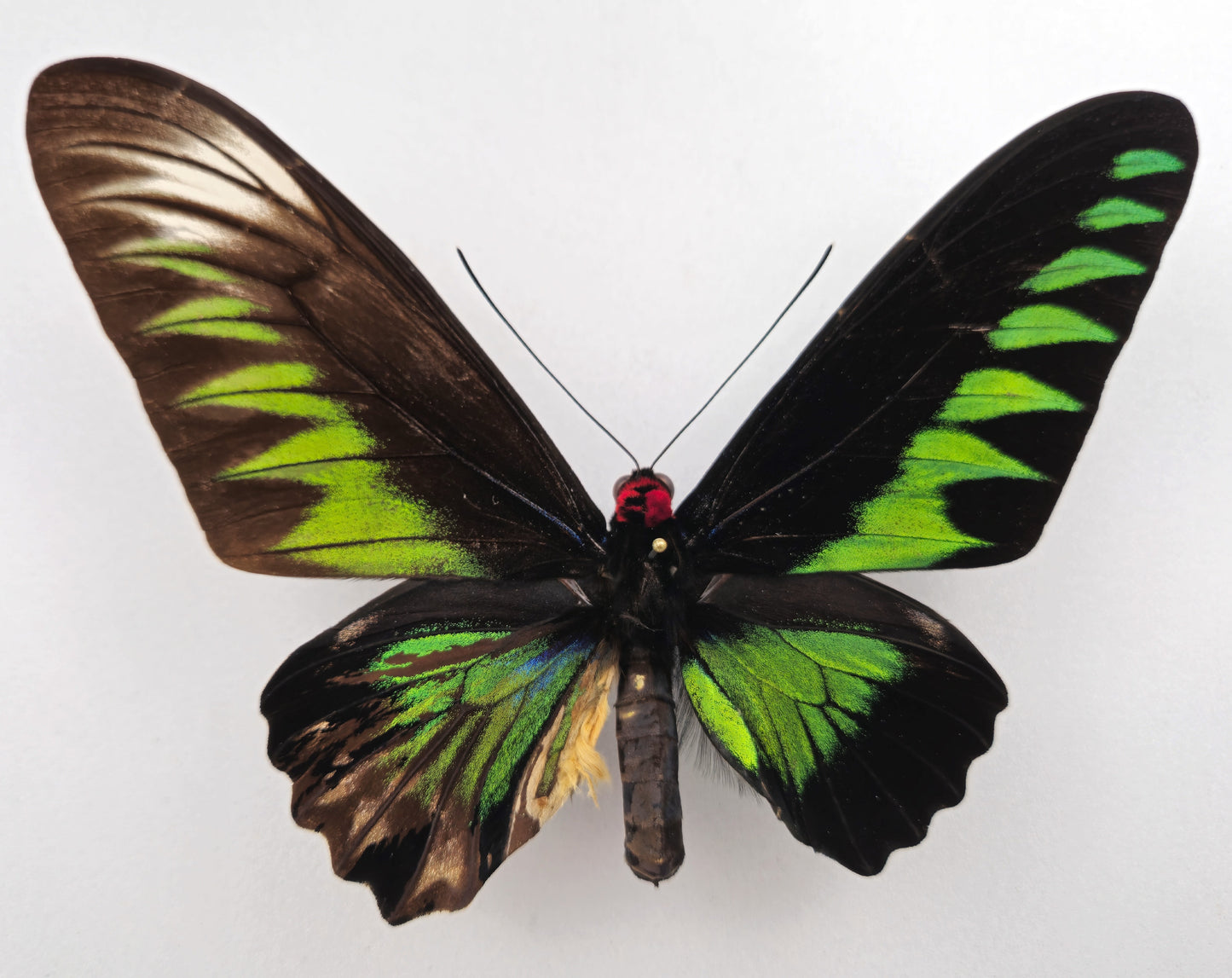 Trogonoptera brookiana GYNANDROMORPH ♂♀ (Malaysia)
