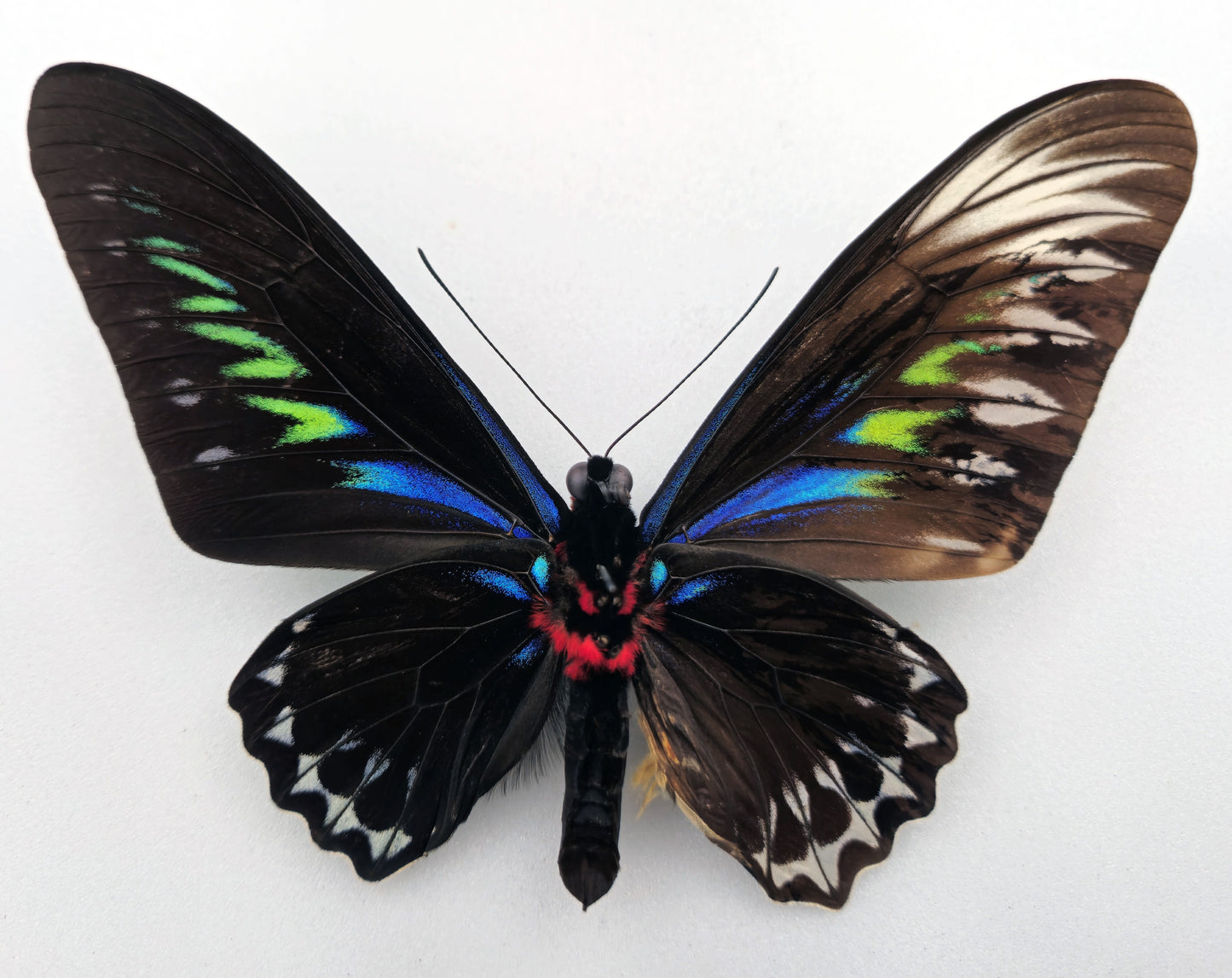 Trogonoptera brookiana GYNANDROMORPH ♂♀ (Malaysia)