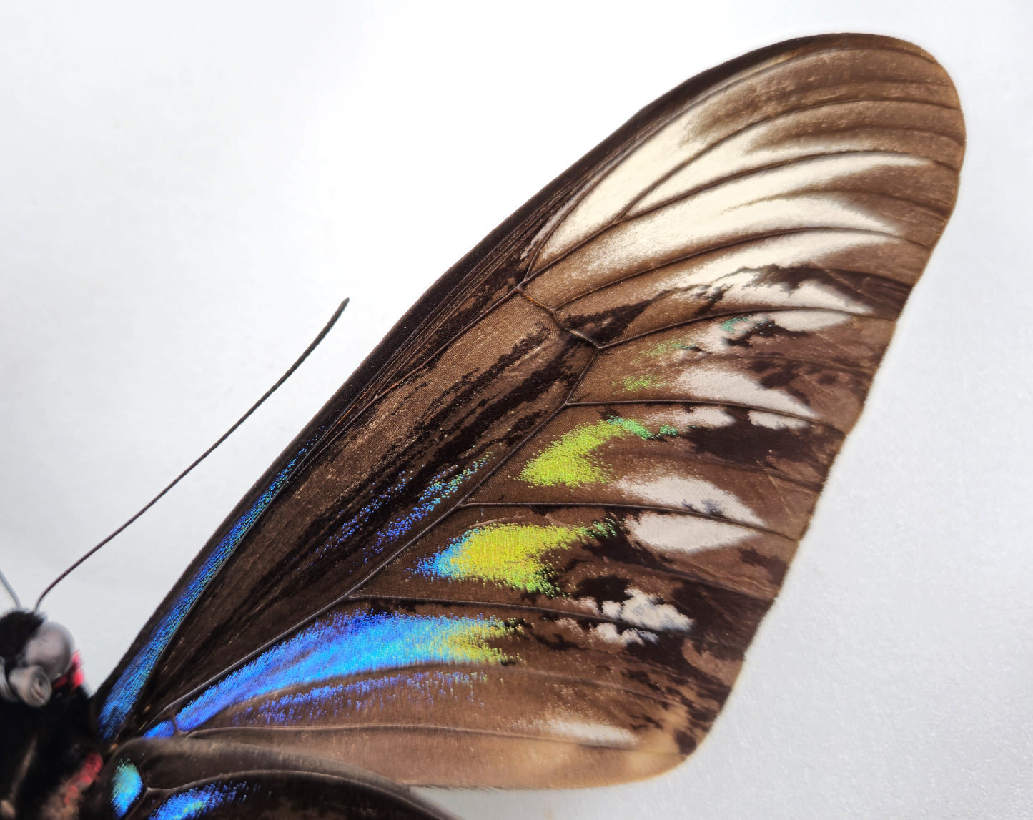 Trogonoptera brookiana GYNANDROMORPH ♂♀ (Malaysia)
