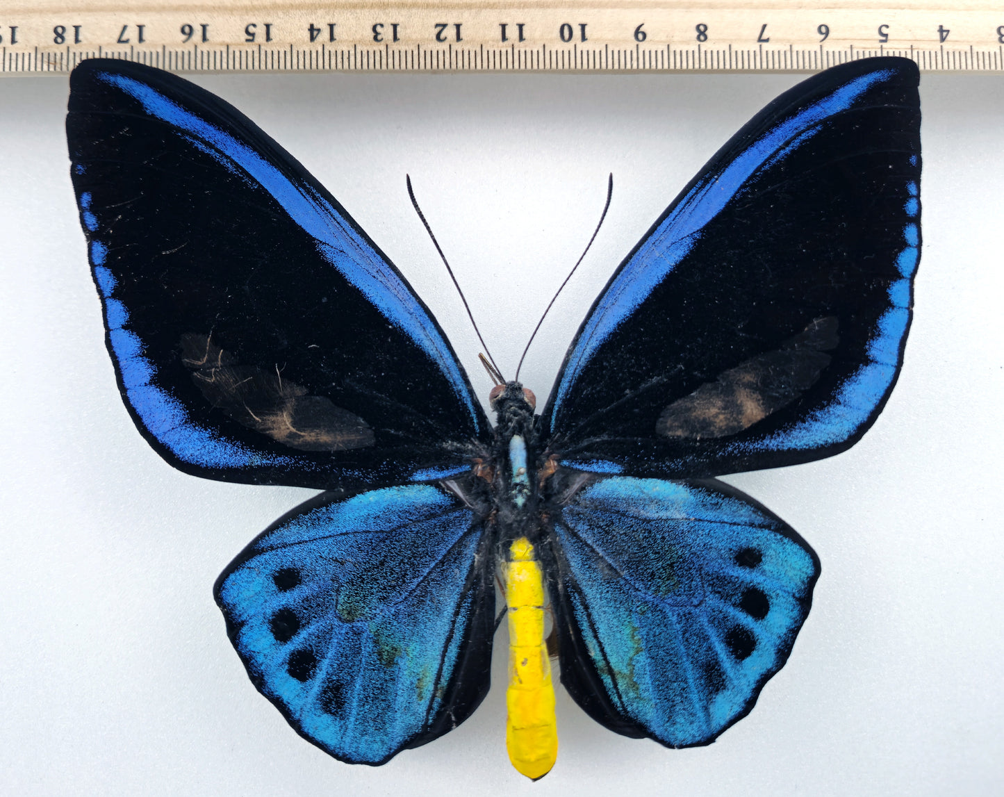 Ornithoptera priamus miokensis ♂ (Mioko Isl.)
