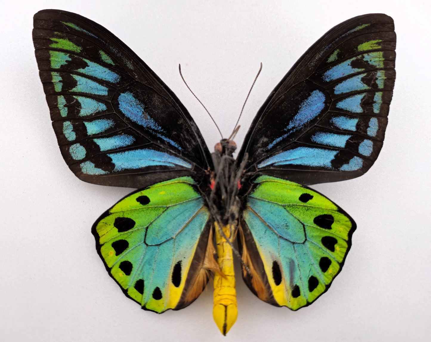 Ornithoptera priamus miokensis ♂ (Mioko Isl.)