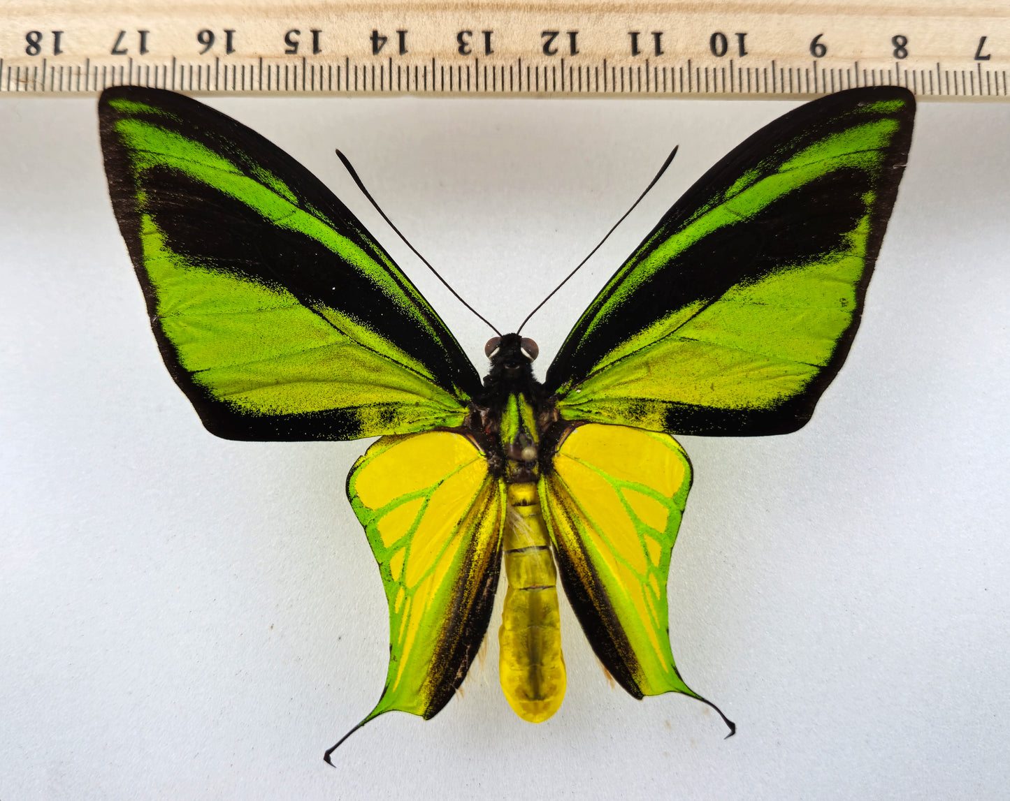 Ornithoptera meridionalis ♂ f.confluenta (Indonésie)