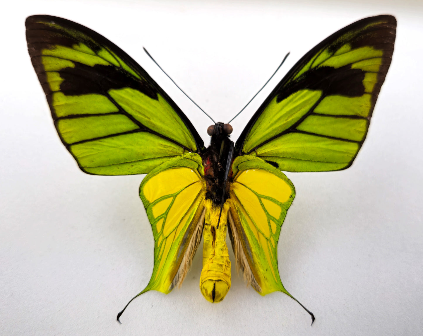 Ornithoptera meridionalis ♂ f.confluenta (Indonésie)