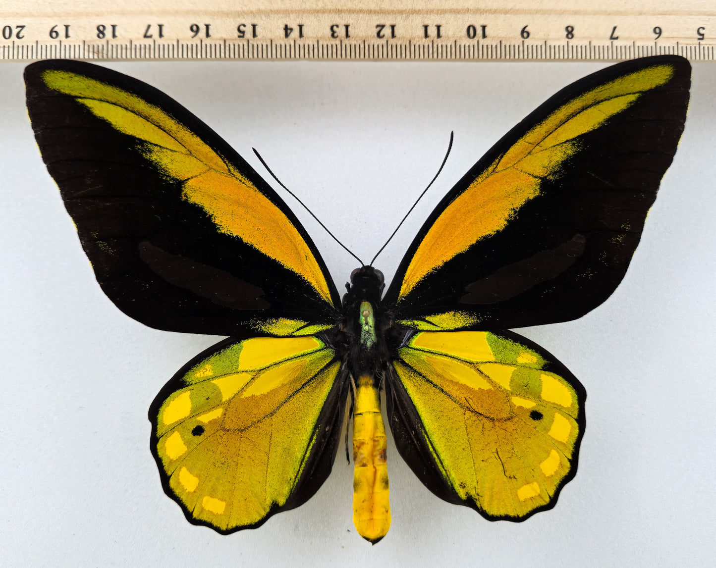 Ornithoptera meridionalis ♂ f.confluenta (Indonésie)