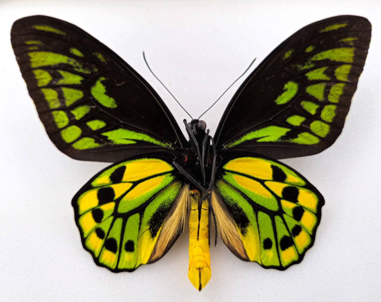 Ornithoptera meridionalis ♂ f.confluenta (Indonésie)