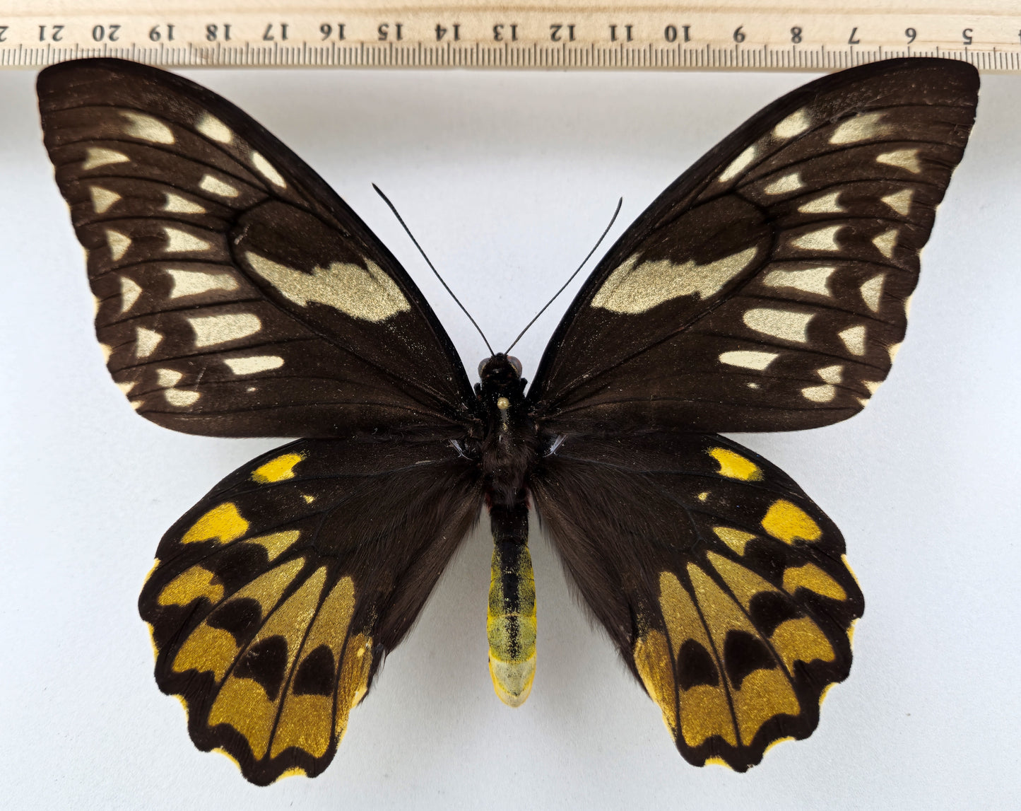 Ornithoptera croesus helios ♀ (Kasiruta)