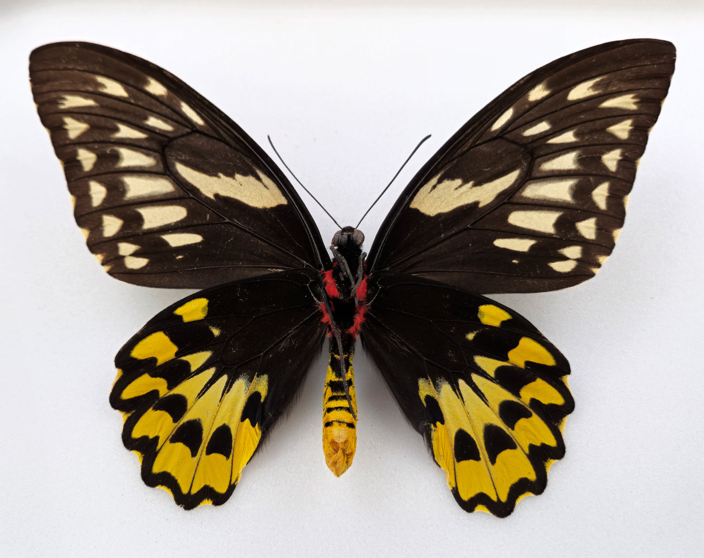 Ornithoptera croesus helios ♀ (Kasiruta)