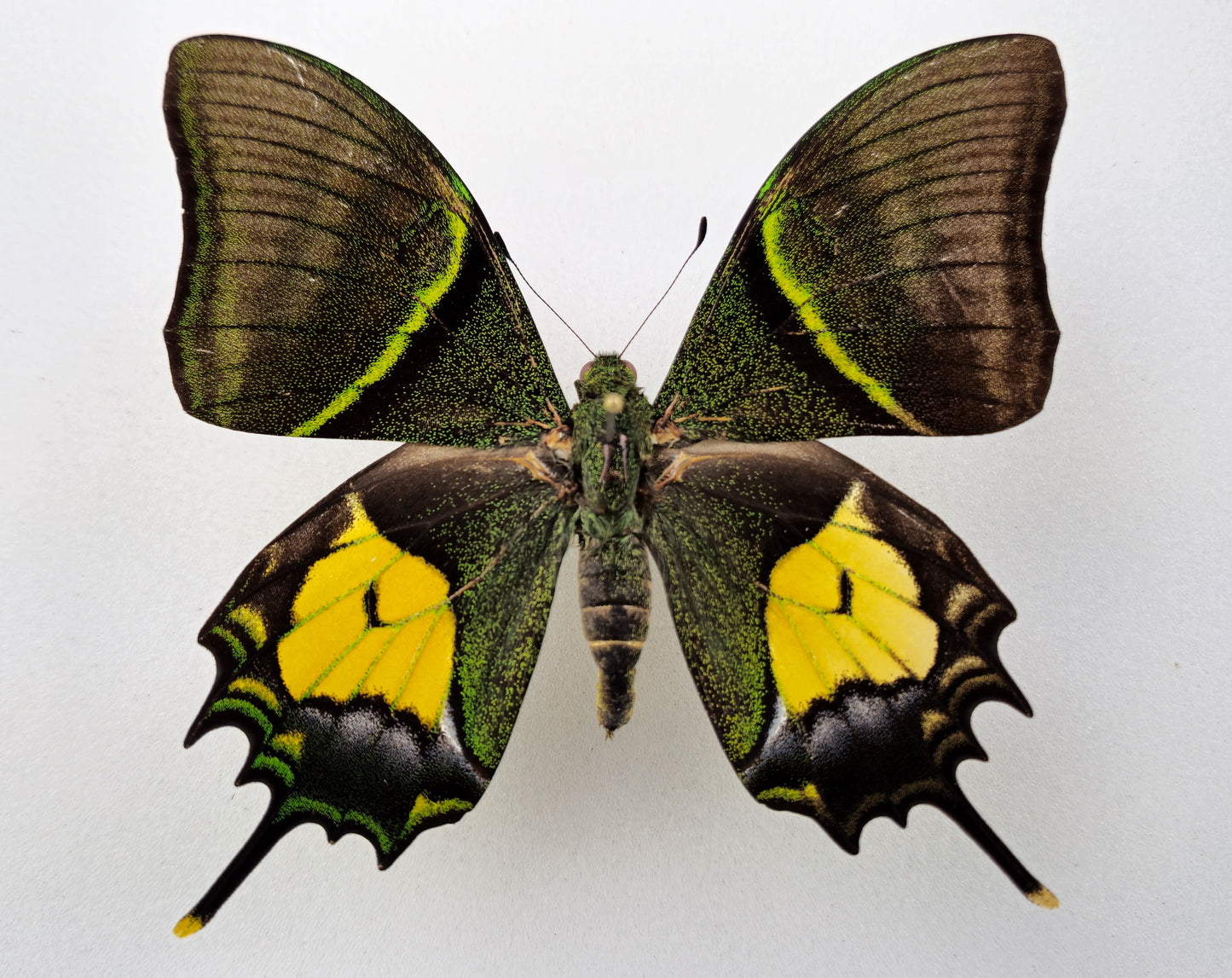 Teinopalpus aureus shinkai ♂ (North Vietnam) CITES