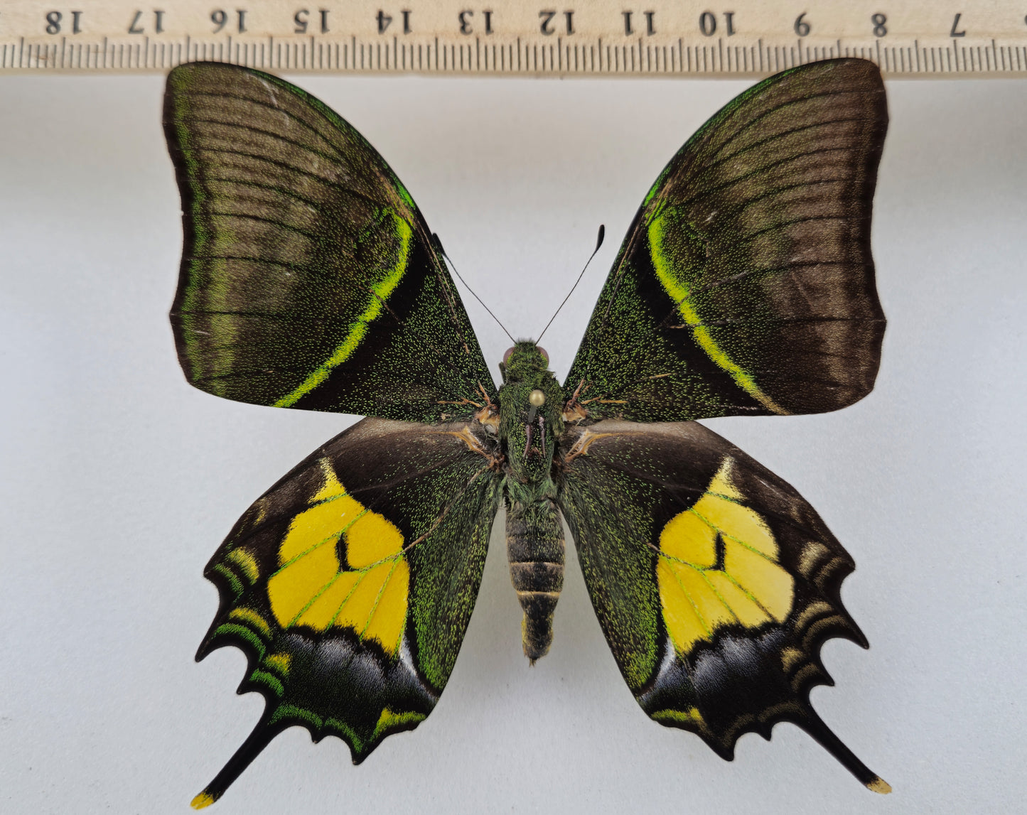 Teinopalpus aureus shinkai ♂ (North Vietnam) CITES