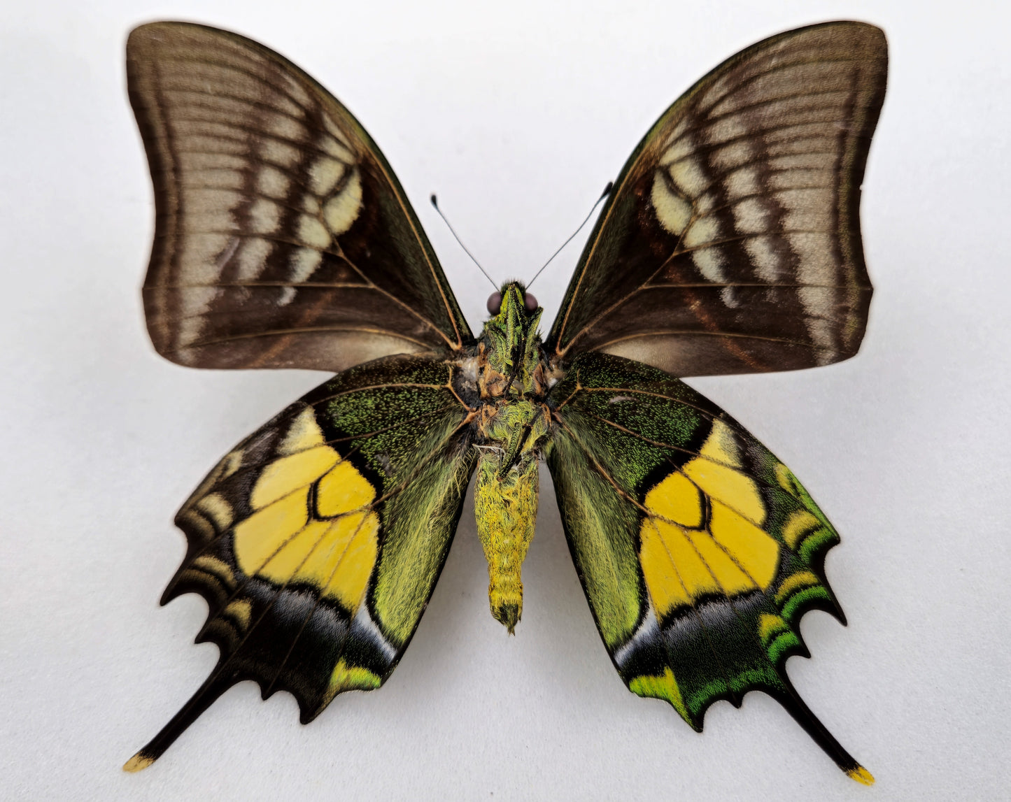 Teinopalpus aureus shinkai ♂ (North Vietnam) CITES