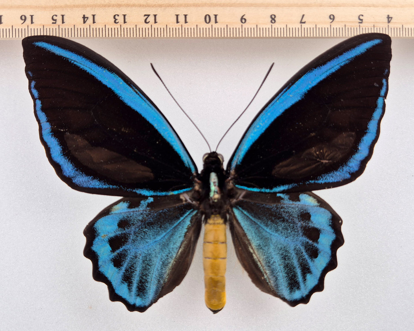 Ornithoptera priamus caelestis ♂ (Misima Isl.)