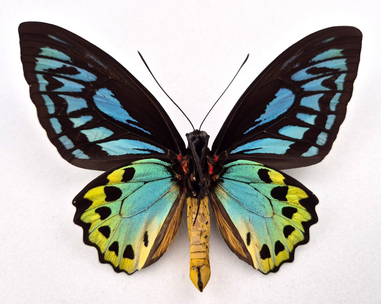 Ornithoptera priamus caelestis ♂ (Misima Isl.)