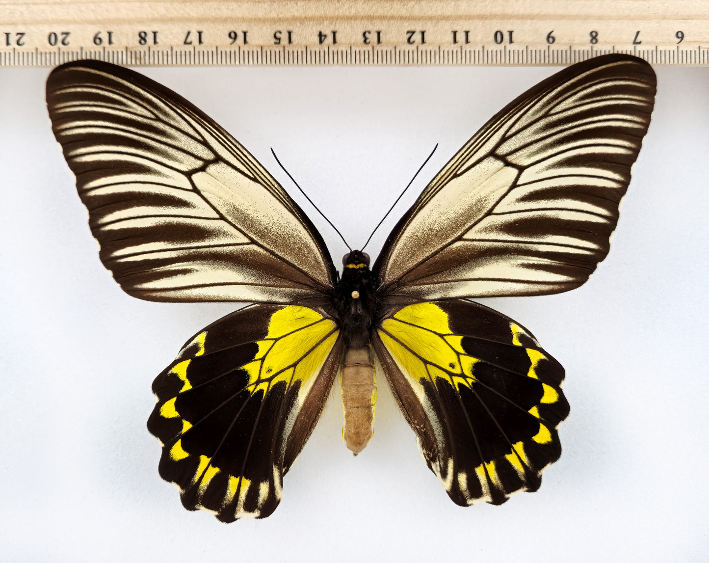 Troides flavicollis ♀ f. olympia (Malaysia) Superb!