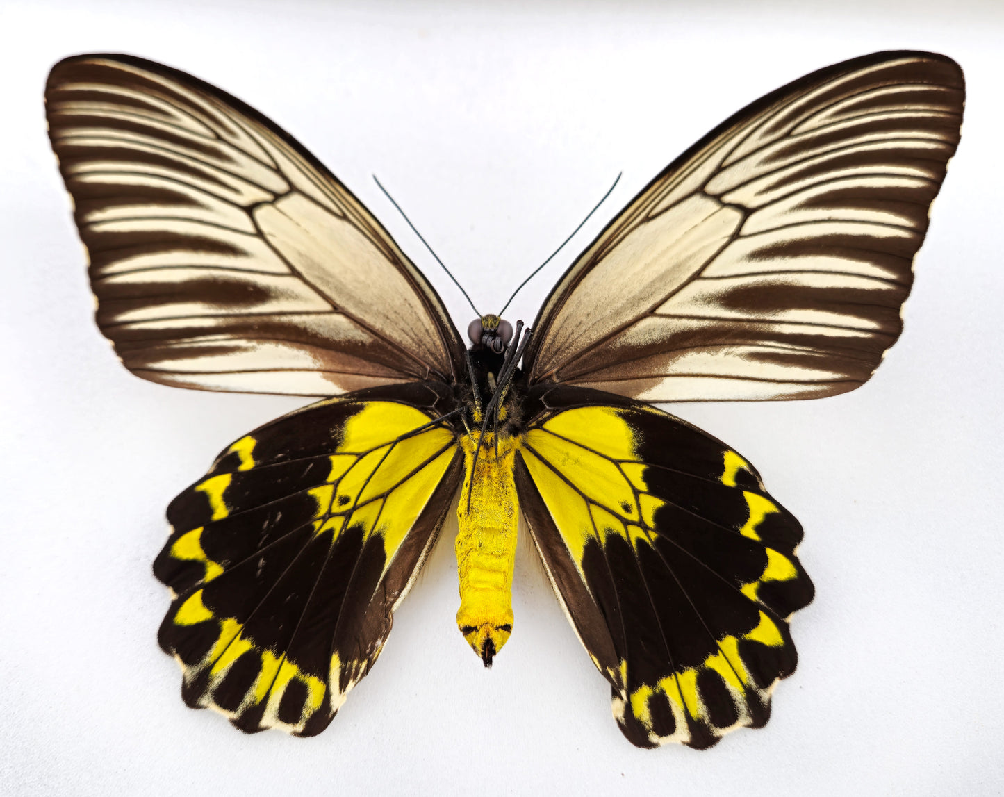 Troides flavicollis ♀ f. olympia (Malaysia) Superb!