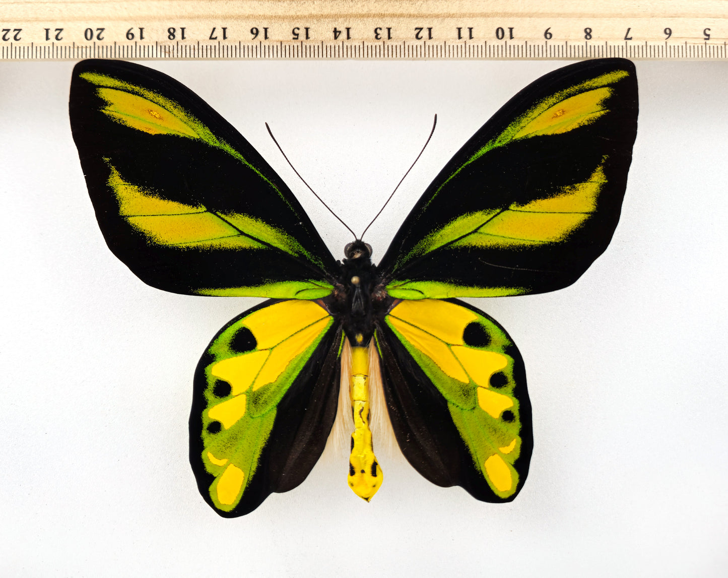 Ornithoptera tithonus tithonus ♂ XXL (Timika)